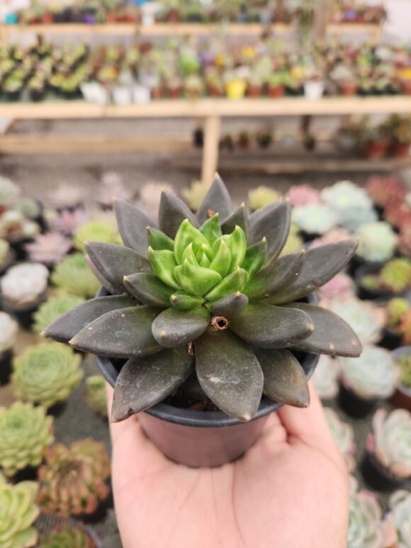 Echeveria Black Knigth