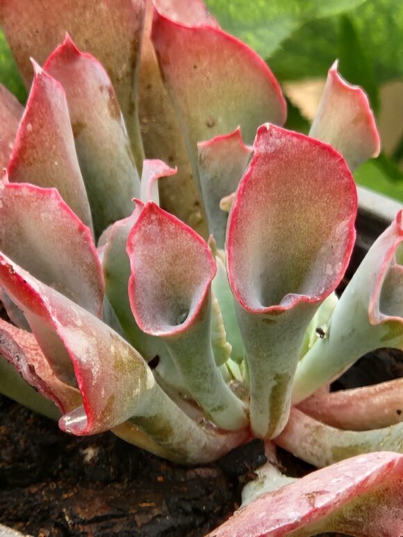 Echeveria Pink Trumpet - Suculenta - Imagen 3