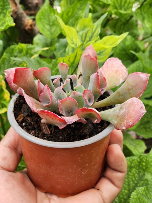 Echeveria Pink Trumpet - Suculenta - Imagen 2