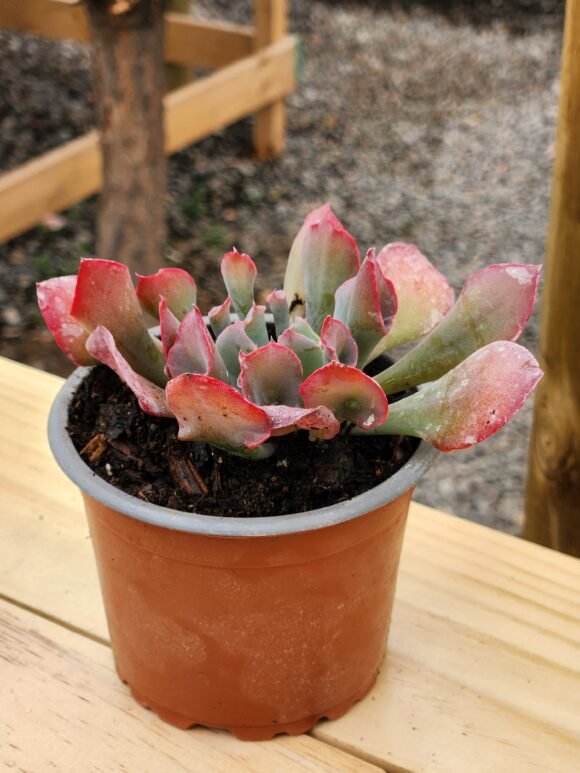 Echeveria Pink Trumpet - Suculenta