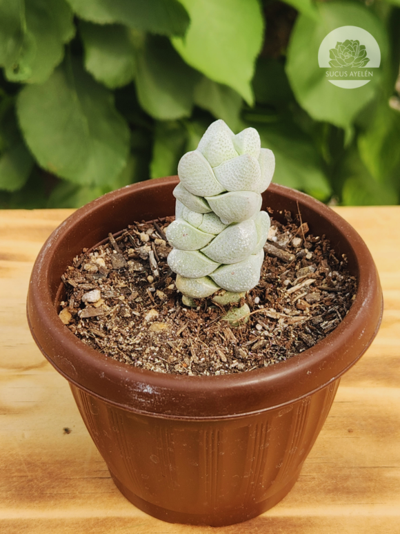 Crassula Deceptor