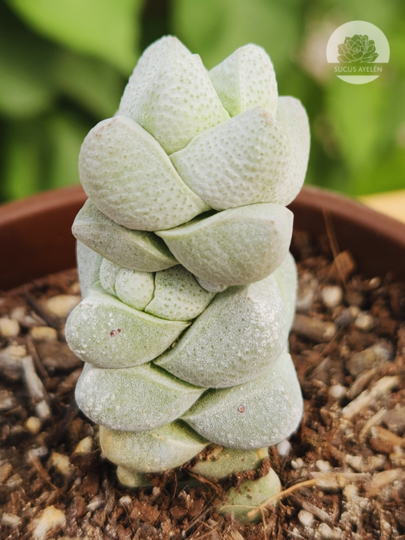 Crassula Deceptor - Imagen 2