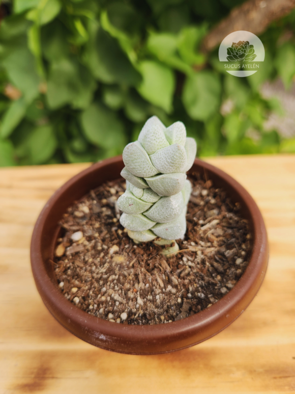 Crassula Deceptor - Imagen 3