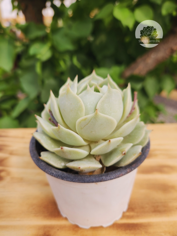 Echeveria Lola