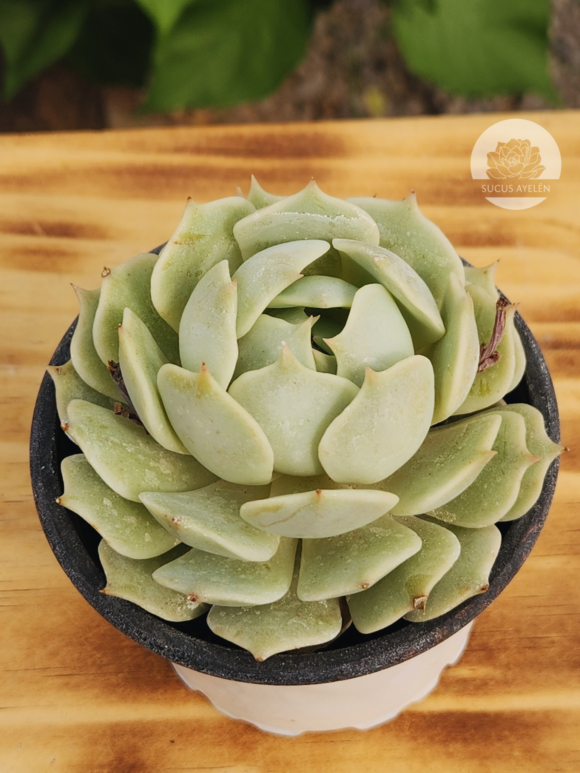 Echeveria Lola - Imagen 2