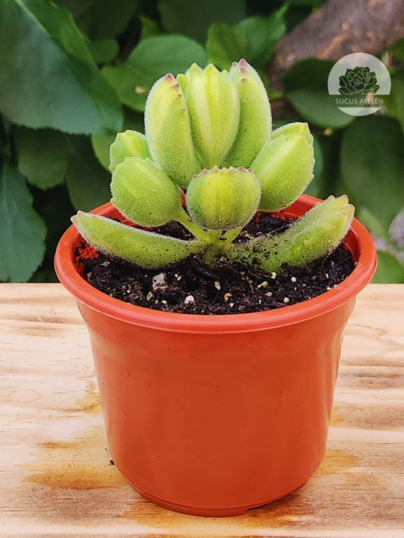 Cotyledon Tomentosa Lemon Stripe
