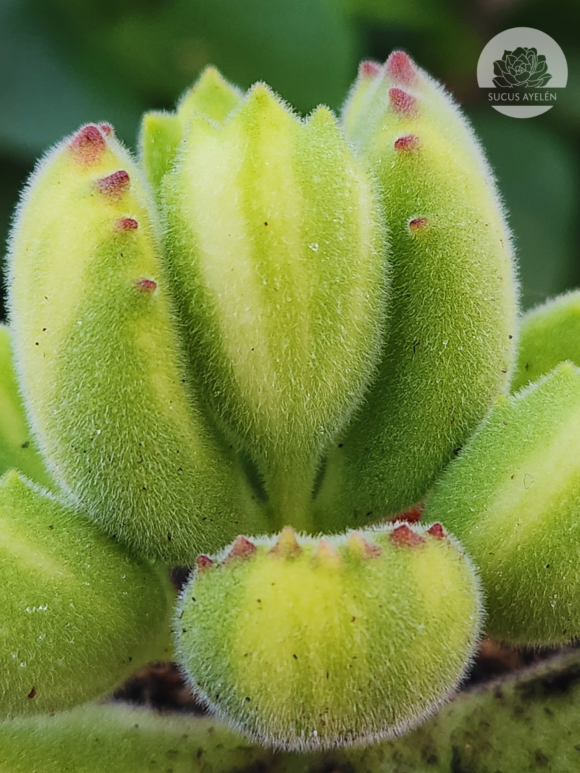 Cotyledon Tomentosa Lemon Stripe - Imagen 2