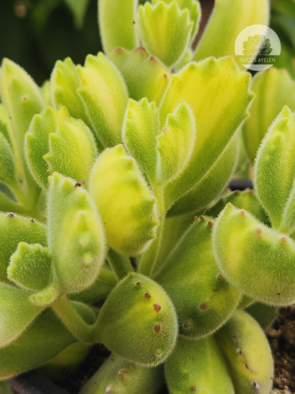 Cotyledon Tomentosa Lemon Stripe XL - Imagen 3