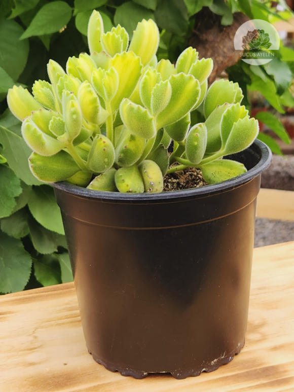 Cotyledon Tomentosa Lemon Stripe XL
