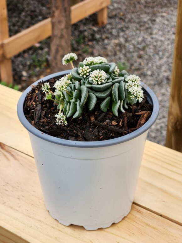 Crassula Celia