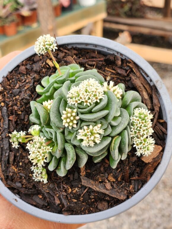 Crassula Celia - Imagen 3
