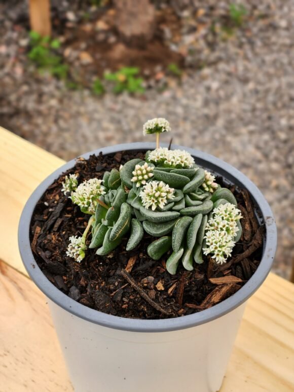 Crassula Celia - Imagen 2