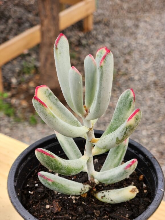 Cotyledon Flanaganii Variegada - Imagen 2