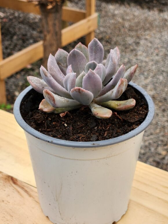 Graptoveria Cupido