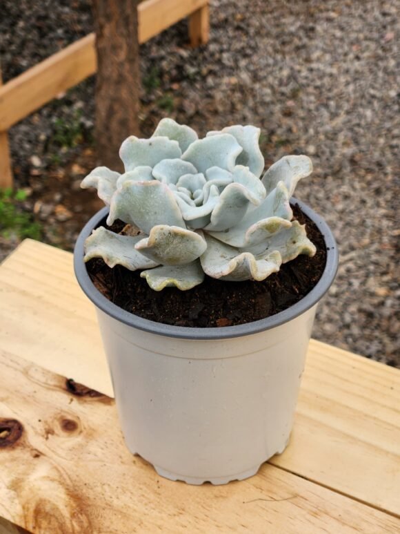Echeveria Crispate Beauty - Tamaño XL