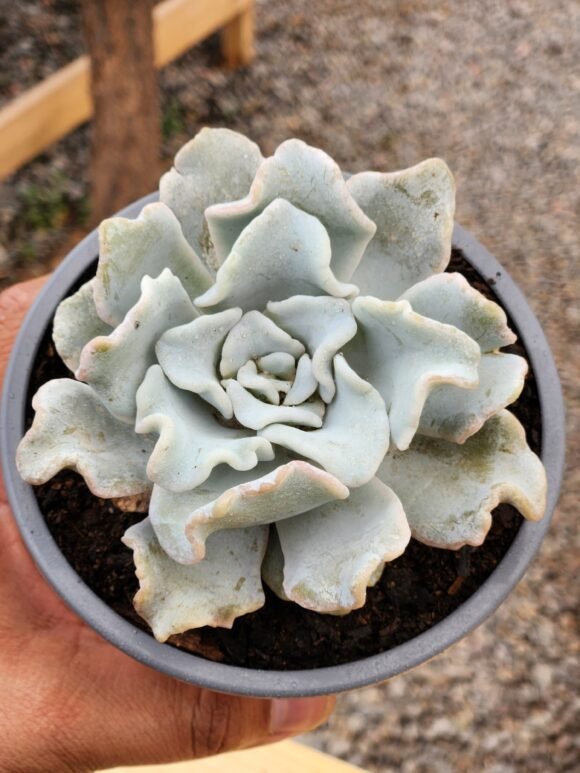 Echeveria Crispate Beauty - Tamaño XL - Imagen 2