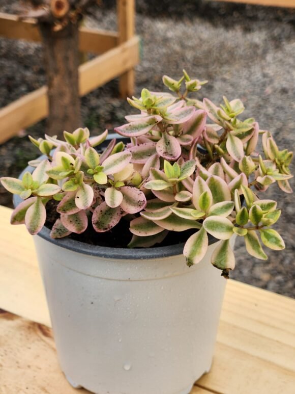 Crassula Volkensii Variegada - Imagen 2