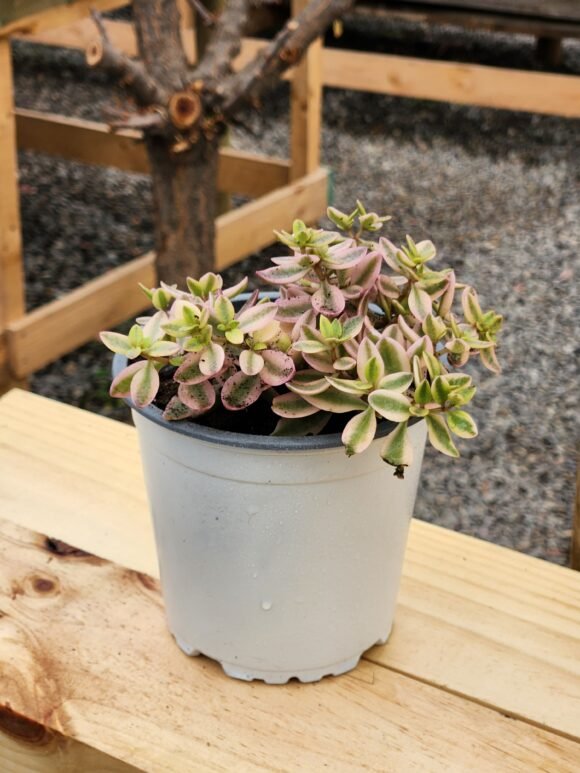Crassula Volkensii Variegada
