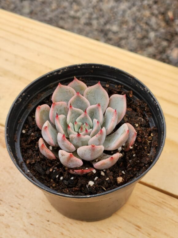 Echeveria sin ID - Mini - Imagen 2