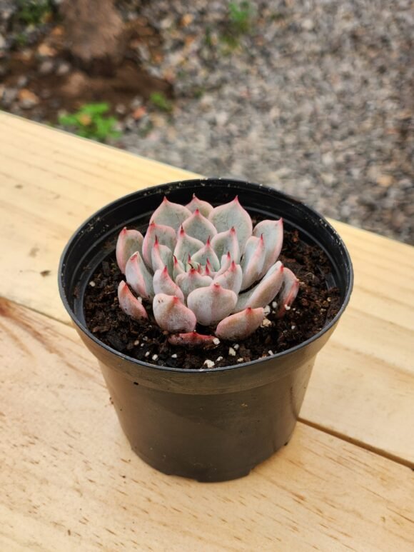 Echeveria sin ID - Mini
