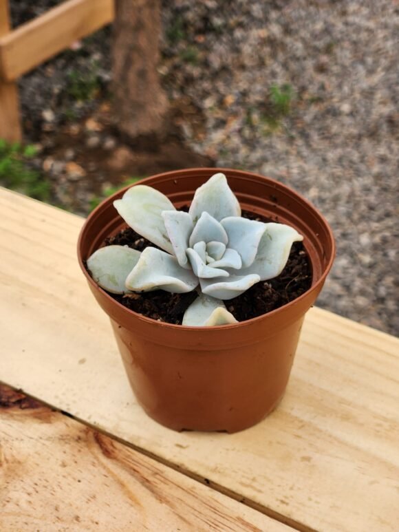 Echeveria Crispate Beauty - Mini