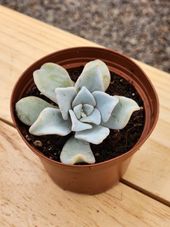 Echeveria Crispate Beauty - Mini - Imagen 2