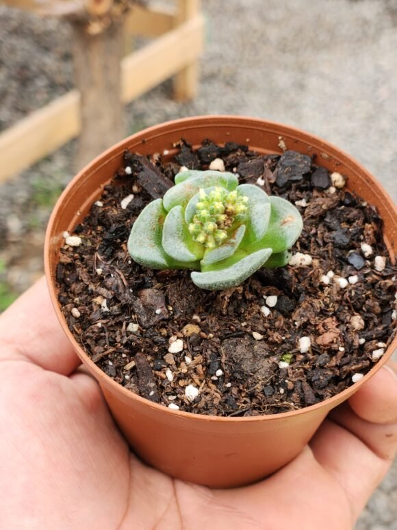Crassula Celia - Mini - Imagen 2