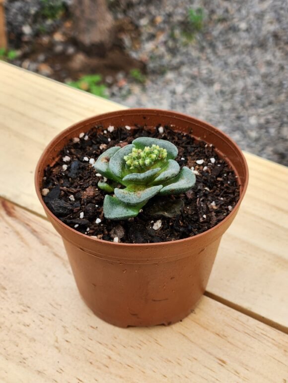 Crassula Celia - Mini