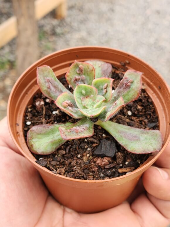 Echeveria Baron Bold - Mini - Imagen 3