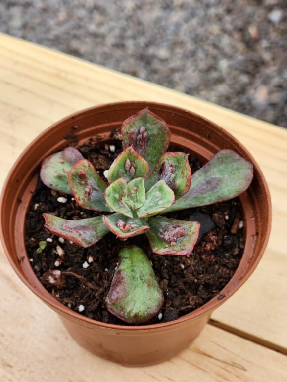 Echeveria Baron Bold - Mini - Imagen 2