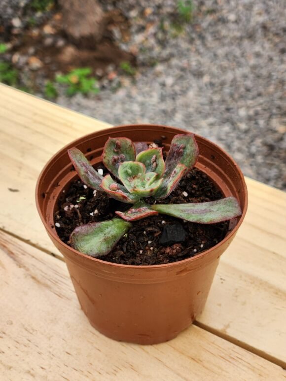Echeveria Baron Bold - Mini