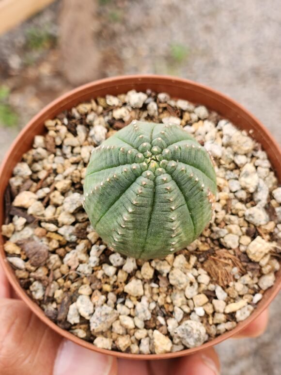 Euphorbia Obesa - Imagen 2