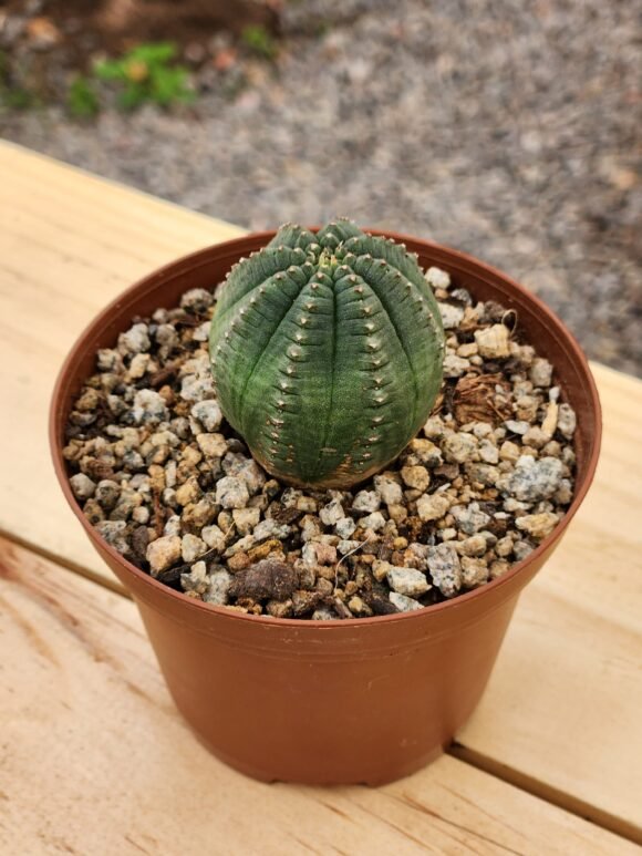 Euphorbia Obesa