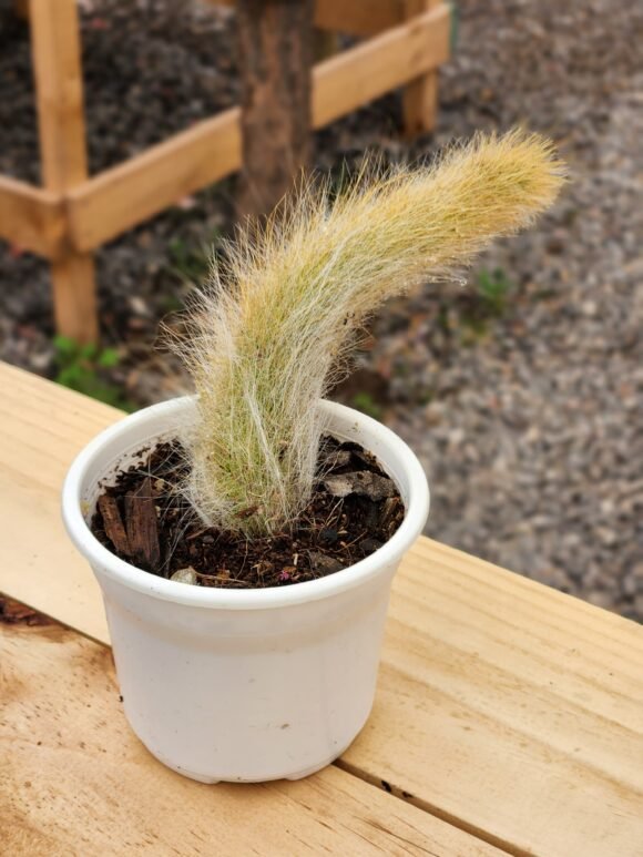 Cleistocactus colademononis - Cactus Cola de mono