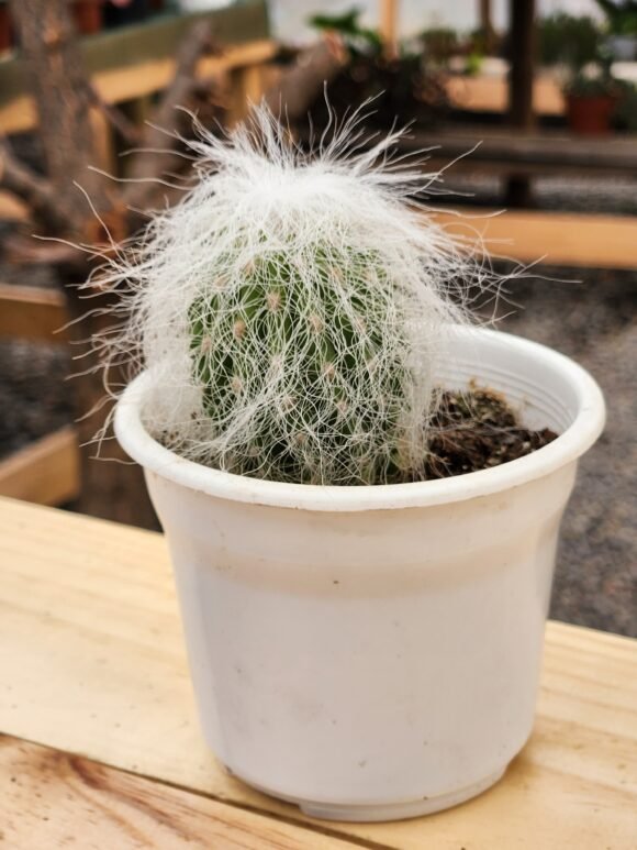 Cephalocereus Senilis - Cactus Abuelo