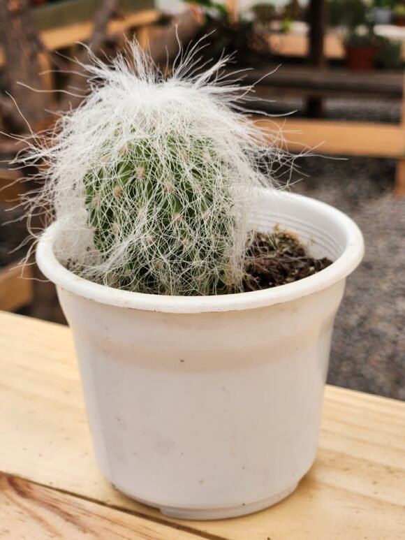 Cephalocereus Senilis - Cactus Abuelo - Imagen 2