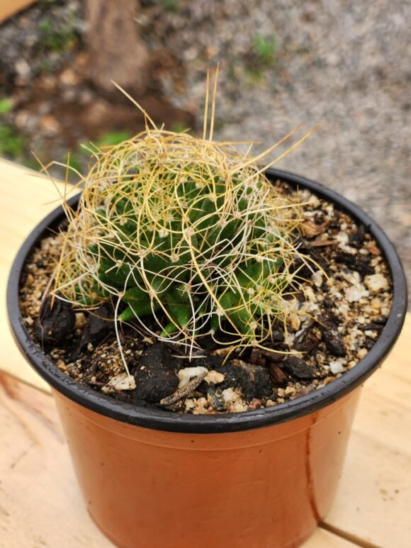 Mammilaria Decipiens - Cactus - Imagen 2