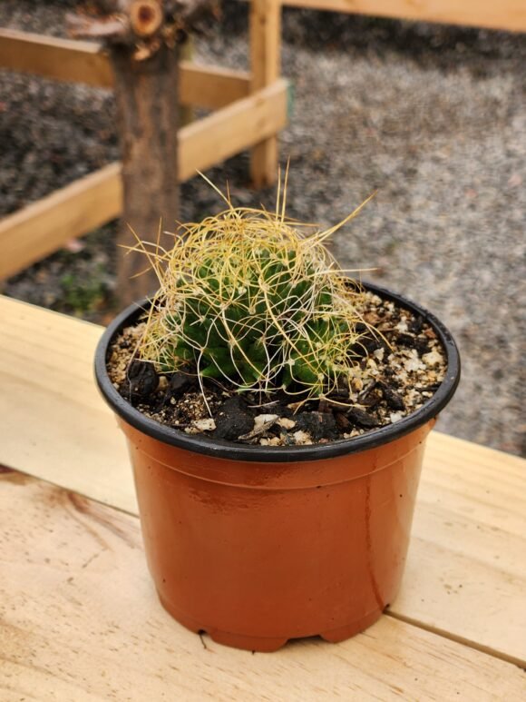 Mammilaria Decipiens - Cactus