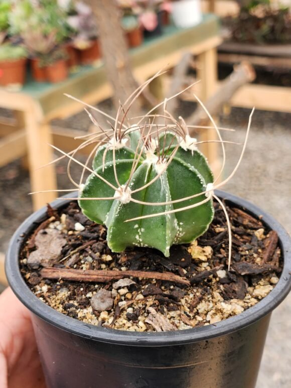 Astrophytum Capricorne - Cactus - Imagen 2