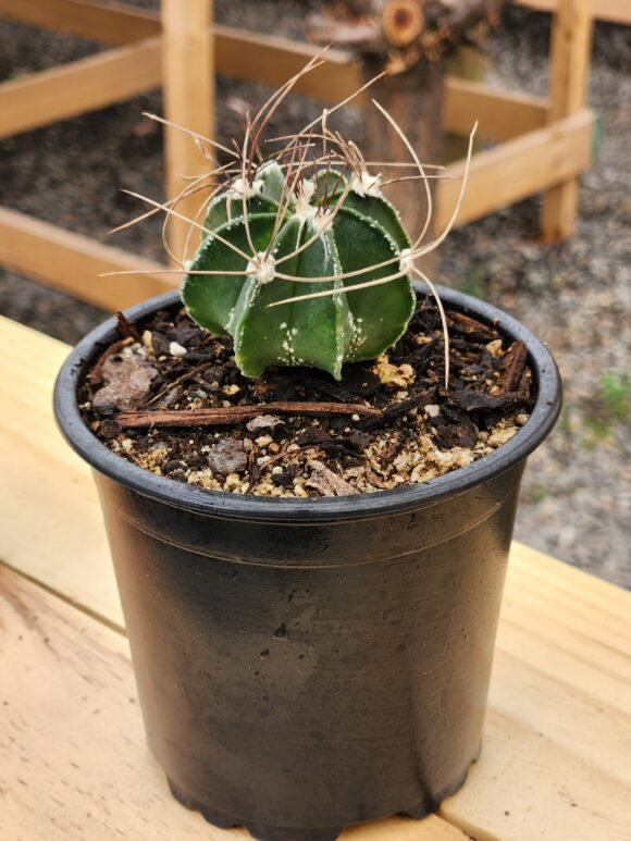 Astrophytum Capricorne - Cactus