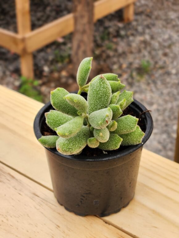 Cotyledon Tomentosa Garrita de Gato - Cat Paw