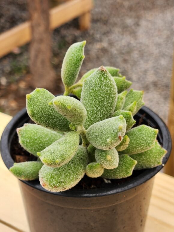 Cotyledon Tomentosa Garrita de Gato - Cat Paw - Imagen 2