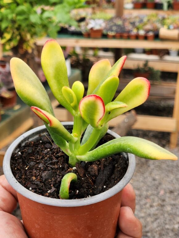 Crassula Ovata Tricolor - Imagen 2
