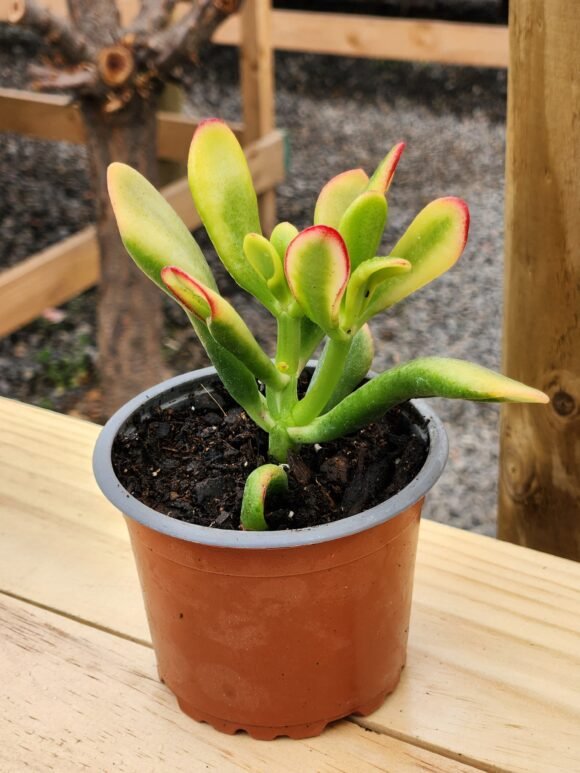 Crassula Ovata Tricolor