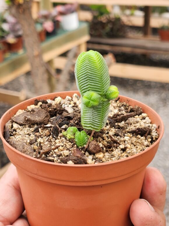 Crassula quadrangularis - Imagen 2