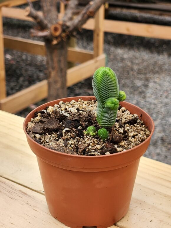 Crassula quadrangularis