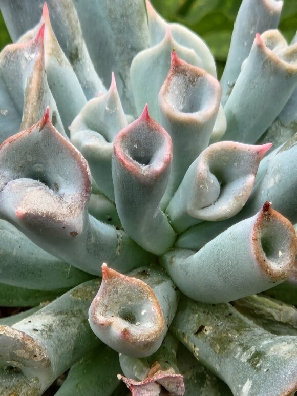 Echeveria Trumpet Ice - Pig Noise - Imagen 3