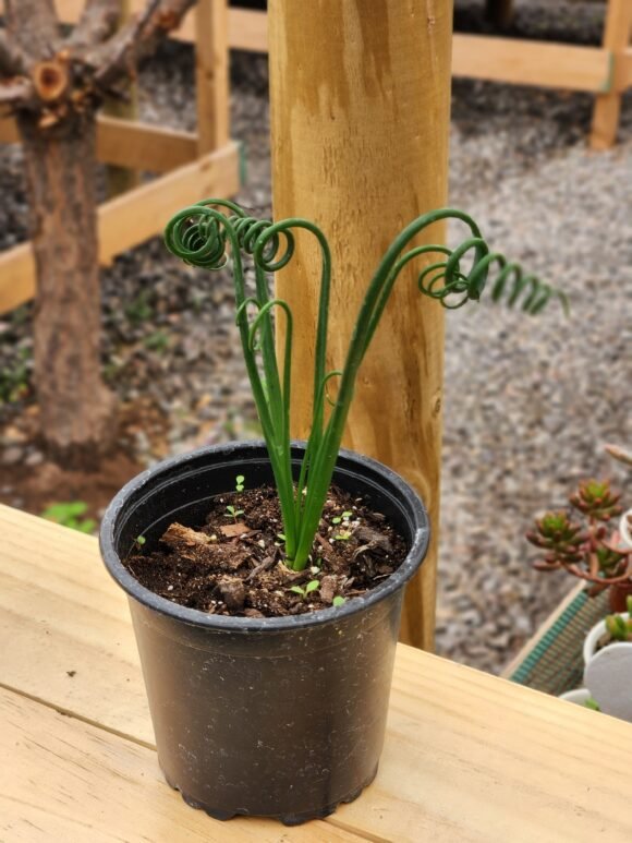 Albuca Spiralis
