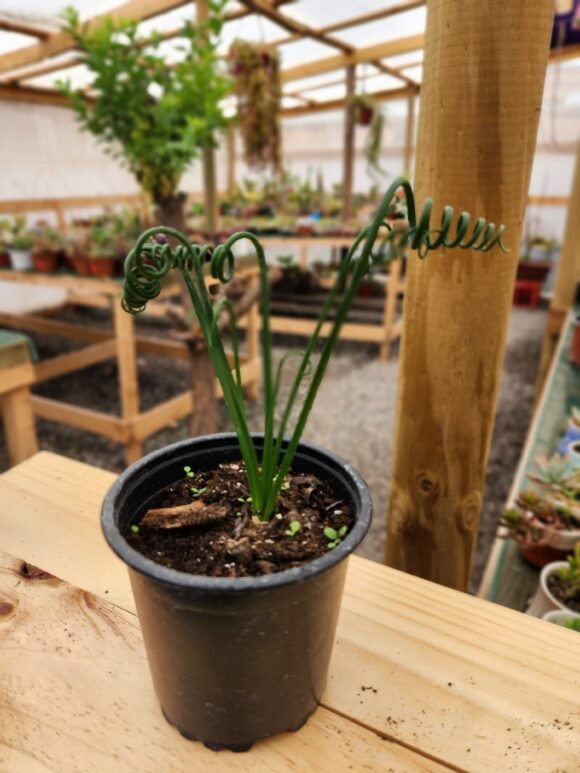 Albuca Spiralis - Imagen 2