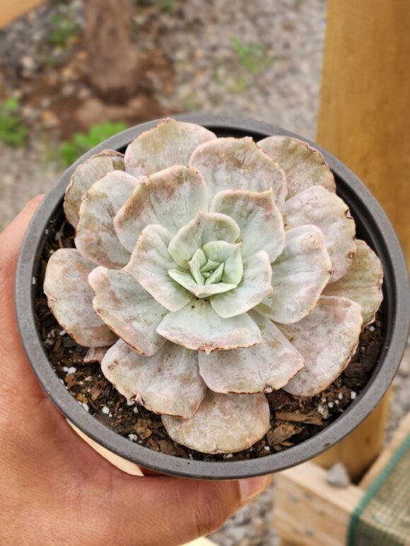 Echeveria Marble - Imagen 2